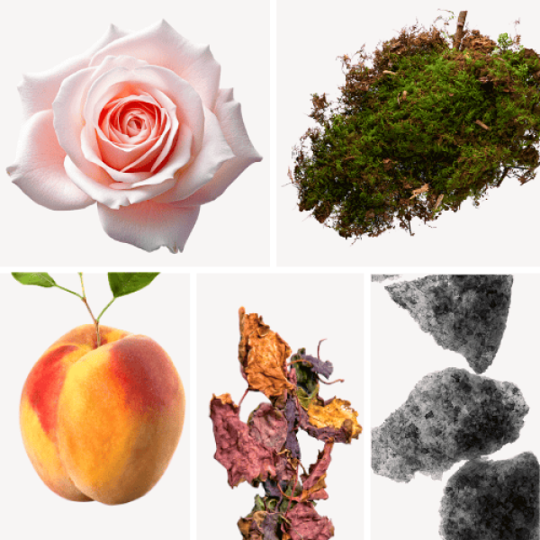 Duftnoten: Rose, Moos, Pfirsich, Patschuli, Moschus